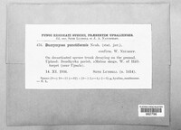 Image of Dacrymyces punctiformis